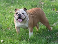 English Bulldog thumbnail